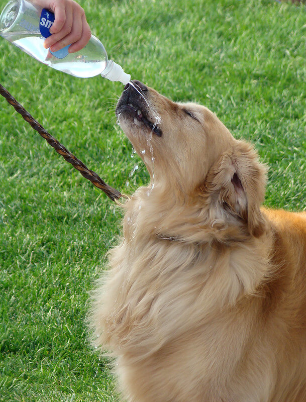 how much water should a 10kg dog drink