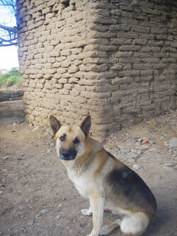 Rspca pet tracker Clearance