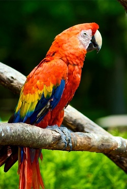 Keeping Exotic Birds Safely in Australia - CVH, Avian Vet