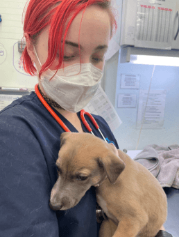 Puppy Vaccinations Sydney Vaccines For Puppies Dogs Sydney Concord Veterinary Hospital