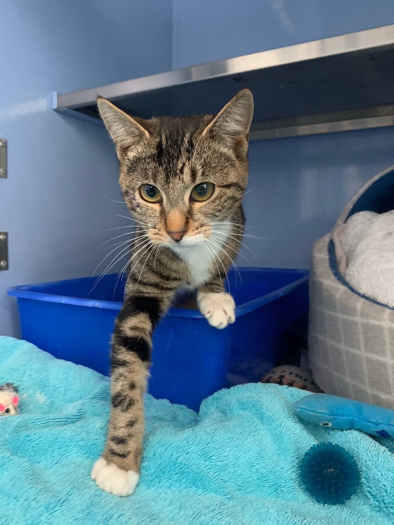 Cat Boarding Concord Veterinary Hospital