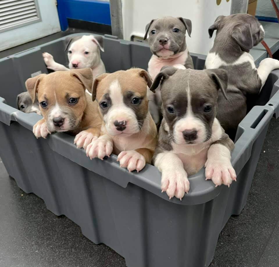 Puppy Vaccination Schedule NSW Concord Veterinary Hospital