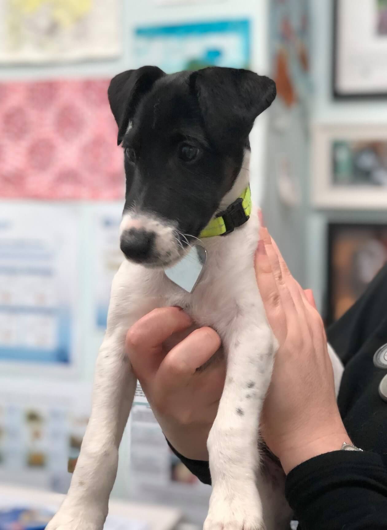 Puppy Vaccination Schedule NSW Concord Veterinary Hospital