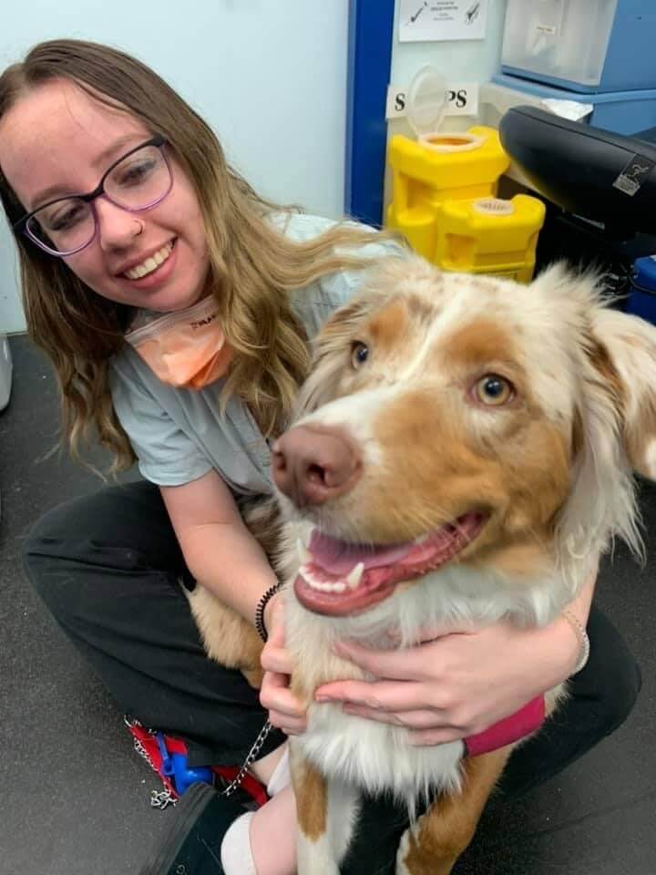 Comprehensive Veterinary Clinic Sydney Concord Veterinary Hospital Comprehensive Veterinary Clinic Sydney Concord Veterinary Hospital