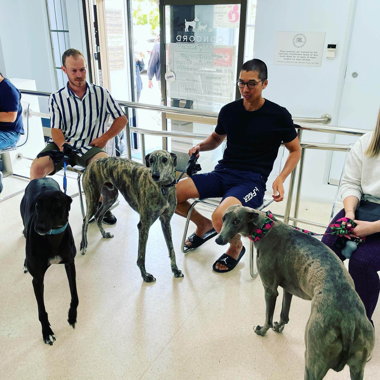Comprehensive Veterinary Clinic Sydney Concord Veterinary Hospital Comprehensive Veterinary Clinic Sydney Concord Veterinary Hospital