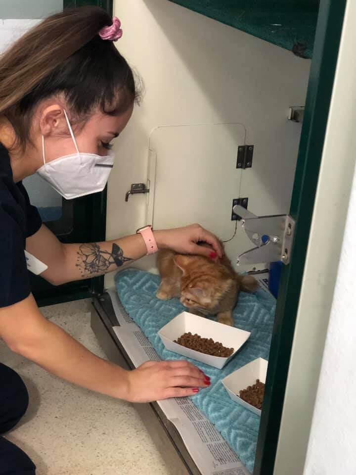 Comprehensive Veterinary Clinic Sydney Concord Veterinary Hospital Comprehensive Veterinary Clinic Sydney Concord Veterinary Hospital