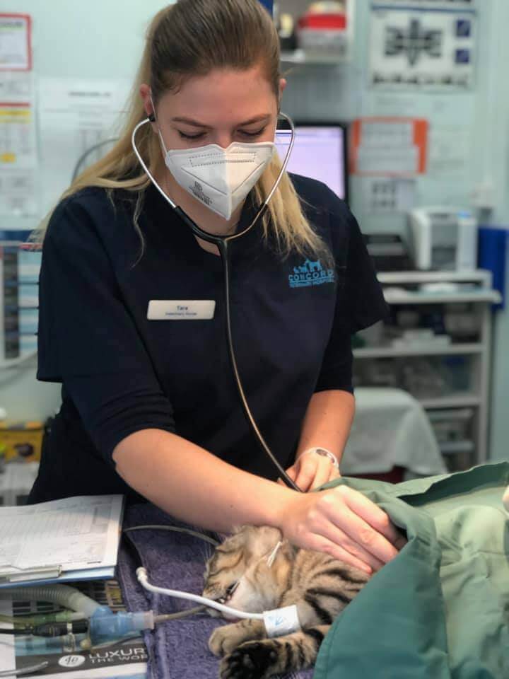 Comprehensive Veterinary Clinic Sydney Concord Veterinary Hospital Comprehensive Veterinary Clinic Sydney Concord Veterinary Hospital