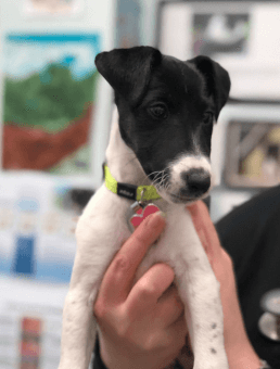 Cost Of Desexing Male Dog Concord Veterinary Hospital Cost Of Desexing Male Dog Concord Veterinary Hospital