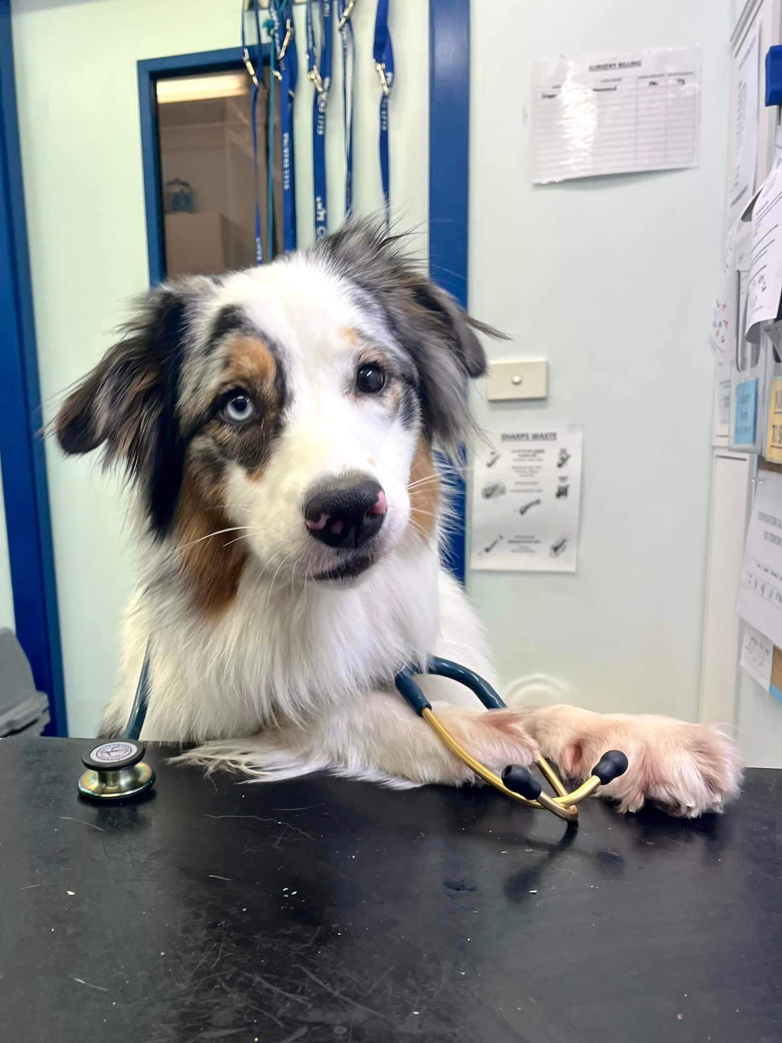 Vets In Sydney Veterinary Services Sydney Inner West Concord Veterinary Hospital Vets In Sydney Veterinary Services Sydney Inner West Concord Veterinary Hospital