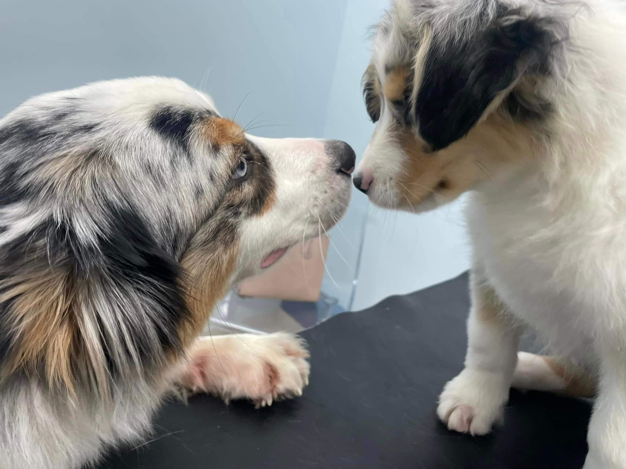 Puppy Training Inner West Sydney Dog Obedience Classes Concord Veterinary Hospital