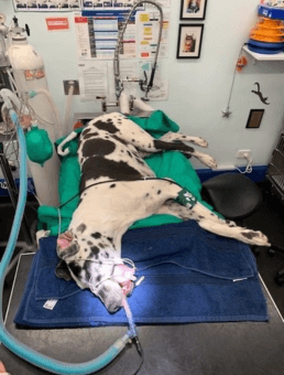 Puppy Vaccinations Sydney Immunisation Advice For Dogs Concord Veterinary Hospital