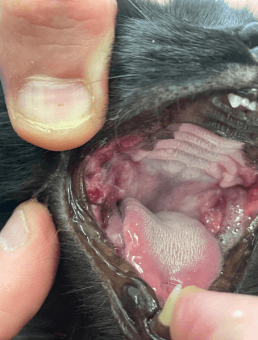 Puppy Vaccinations Sydney Immunisation Advice For Dogs Concord Veterinary Hospital