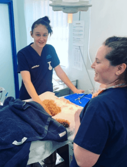 How Much Does It Cost To Desex A Dog In Sydney Veterinary Desexing Services Concord Veterinary Hospital
