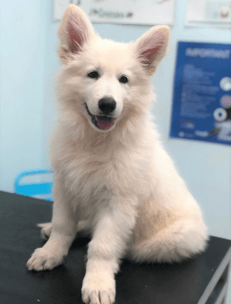 Dog Obedience Inner West Sydney Concord Veterinary Hospital Dog Obedience Inner West Sydney Concord Veterinary Hospital