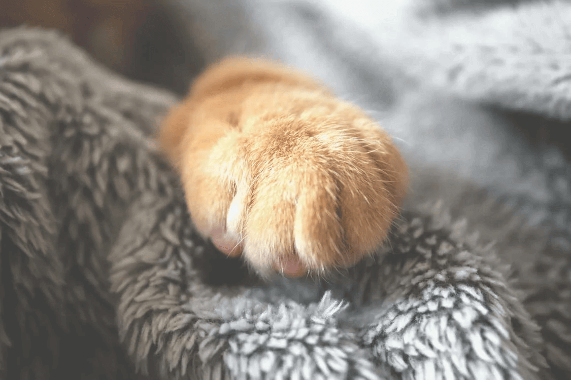 The Cat Protection Society Of NSW Concord Veterinary Hospital The Cat Protection Society Of NSW Concord Veterinary Hospital