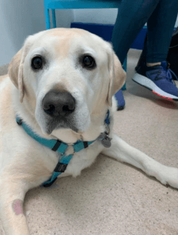 How Much Does It Cost To Desex A Dog In Sydney Veterinary Desexing Services Concord Veterinary Hospital