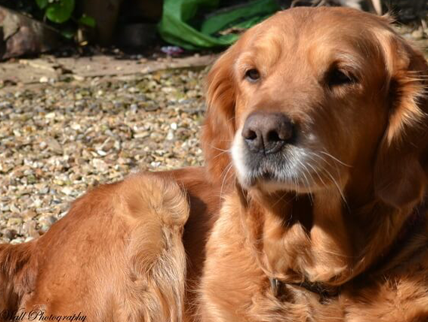 nearest vets to my location